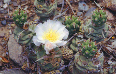 Tephrocactus articulatus h1.jpg