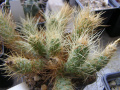 Tephrocactus weberi AG03