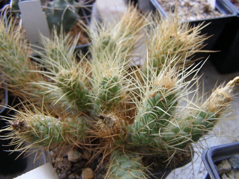 Файл:Tephrocactus weberi AG03.jpg