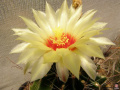 Thelocactus-setispinus 2.jpg