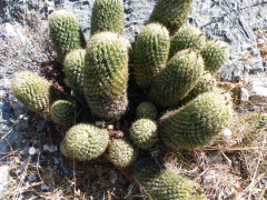 Coryphantha glassii 01.jpg