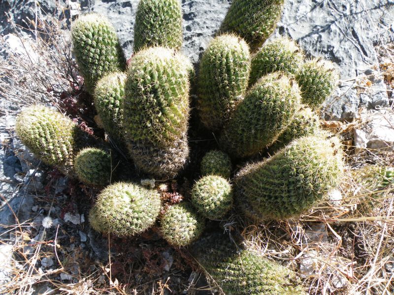 Файл:Coryphantha glassii 01.jpg