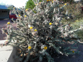 Cylindropuntia acanthocarpa 9.JPG