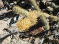 Cylindropuntia alcahes h3.jpg