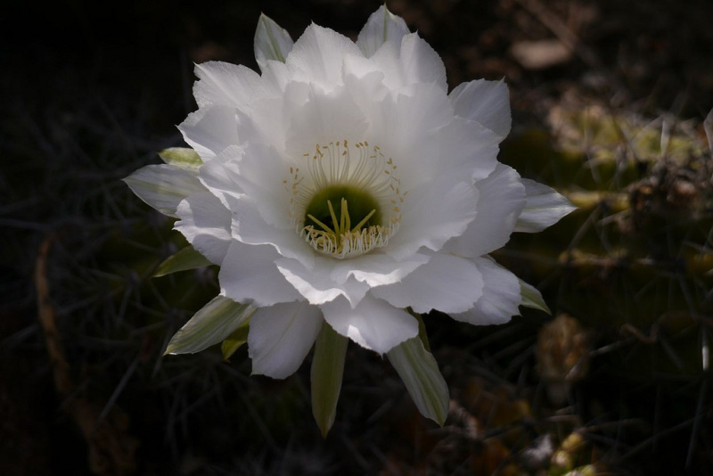 Файл:Echinopsis ayopayana.jpg