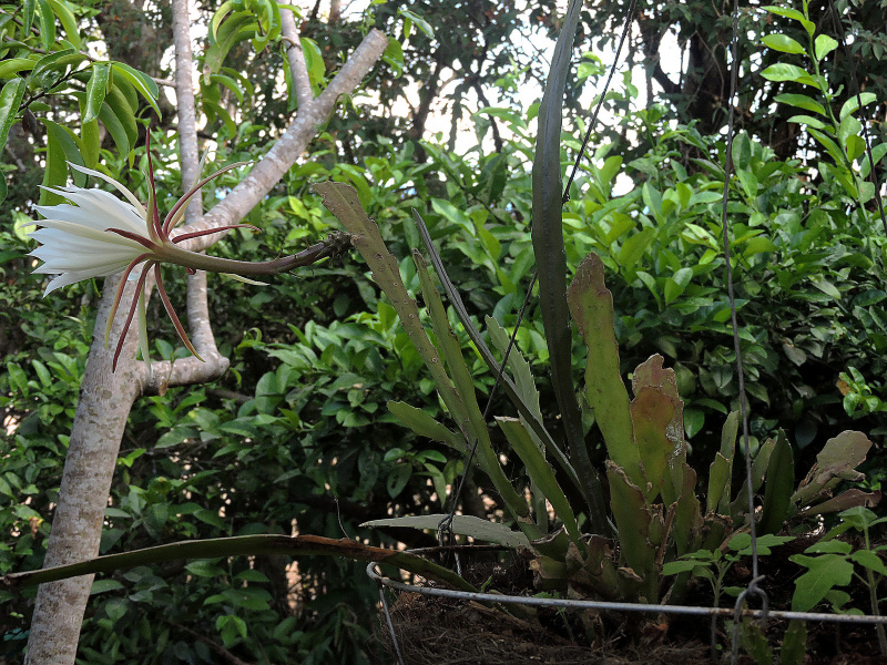 Файл:Epiphyllum lepidocarpum 1.jpg