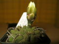 Gymnocalycium ochoterenae