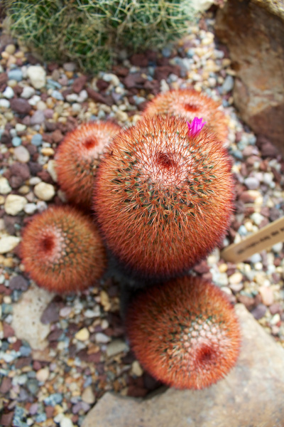 Файл:Mammillaria rhodantha fera-rubra 04.jpg