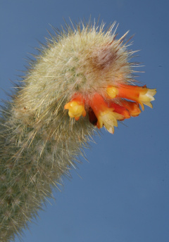 Micranthocereus flaviflorus 1.jpg