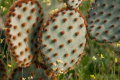 Opuntia aciculata 109.jpg