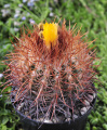 Parodia aureicentra ZJ235