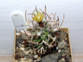 Turbinicarpus schmiedickeanus ssp. flaviflorus.jpg