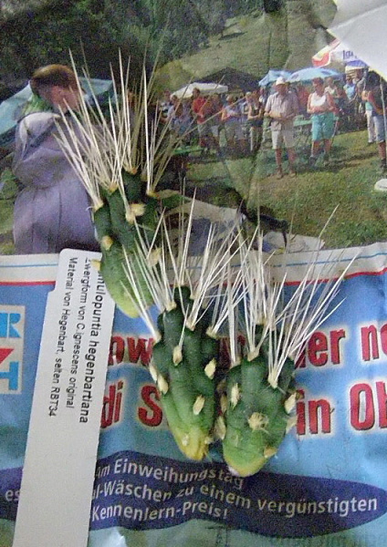 Файл:Cumulopuntia ignescens 2.jpg