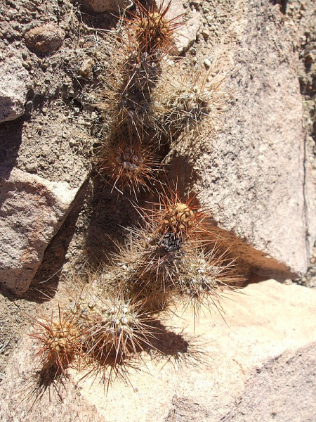 Файл:Cumulopuntia sphaerica 1.JPG