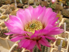 Echinocereus reichenbachii ssp. perbellus.jpg