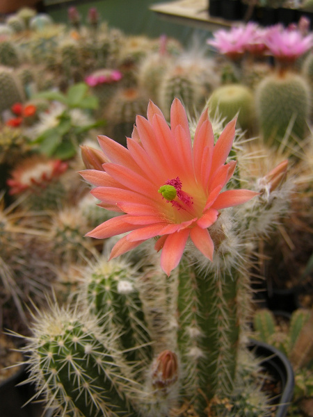 Файл:Echinocereus salm-dyckianus 1.jpg
