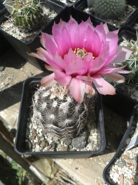 Файл:Echinocereus sciurus ssp. sciurus 1.jpg