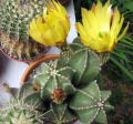 Echinocereus subinermis ssp. subinermis
