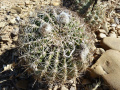Echinopsis mamillosa 1.JPG