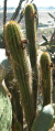 Echinopsis spachiana 49.JPG