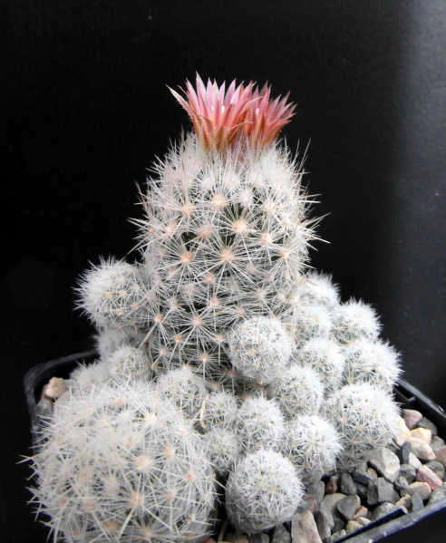 Файл:Escobaria sneedii ssp. sneedii 2.jpg