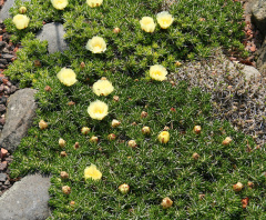 Maihuenia poeppigii 3.jpg