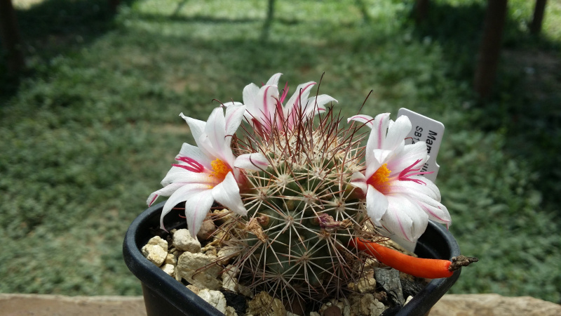 Файл:Mammillaria fraileana SB 1263.jpg