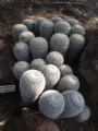 Mammillaria geminispina 3457.jpg