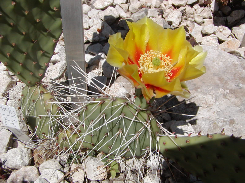 Файл:Opuntia phaeacantha var.minor.jpg