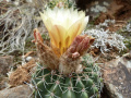 Parodia allosiphon 3.JPG