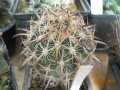 Sclerocactus unguispinus var. laui