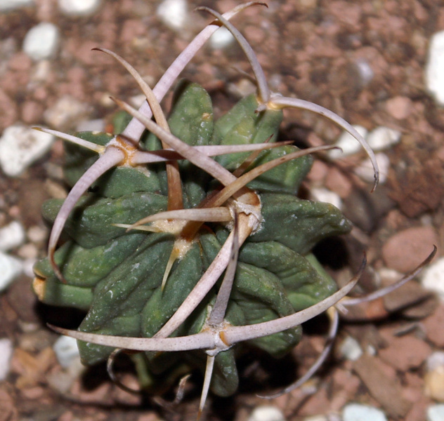 Файл:Stenocactus coptonogonus.jpg