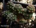 Tephrocactus bonnieae