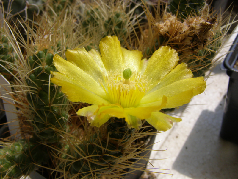 Файл:Tephrocactus weberi.jpg