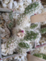Cylindropuntia kleiniae