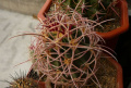Echinocactus polycephalus ssp. polycephalus 1.jpg