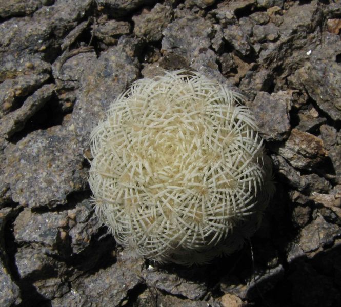 Файл:Echinocereus rigidissimus hab.jpg