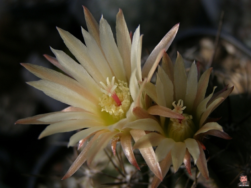 Файл:Eriosyce eriosyzoides ssp. eriosyzoides 2.jpg