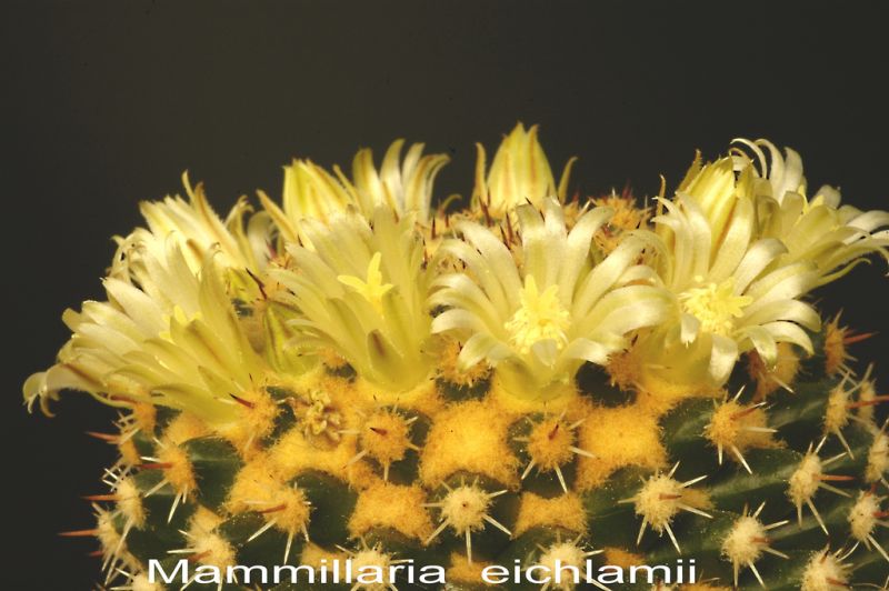 Файл:Mammillaria eichlamii 0.jpg