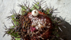 Melocactus violaceus ssp. margaritaceus.jpg
