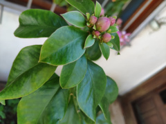 Pereskia nemorosa.jpeg