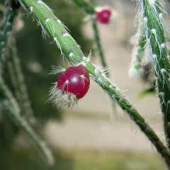 Rhipsalis pilocarpa - wikipedia.jpg