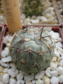 Tephrocactus alexanderi RBT 50