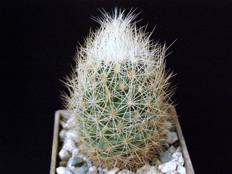 Файл:Acharagma roseanum ssp. roseanum.JPG