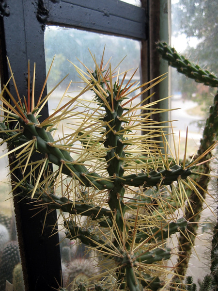 Файл:Cylindropuntia molesta.jpg