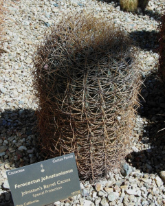 Ferocactus johnstonianus.JPG