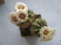 Gymnocalycium 0174.JPG