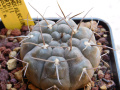 Gymnocalycium gibbosum ssp. borthii 3.jpg