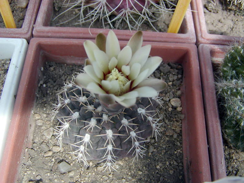 Файл:Gymnocalycium stellatum 2.jpg