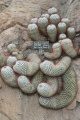 Mammillaria bombycina 03.jpg